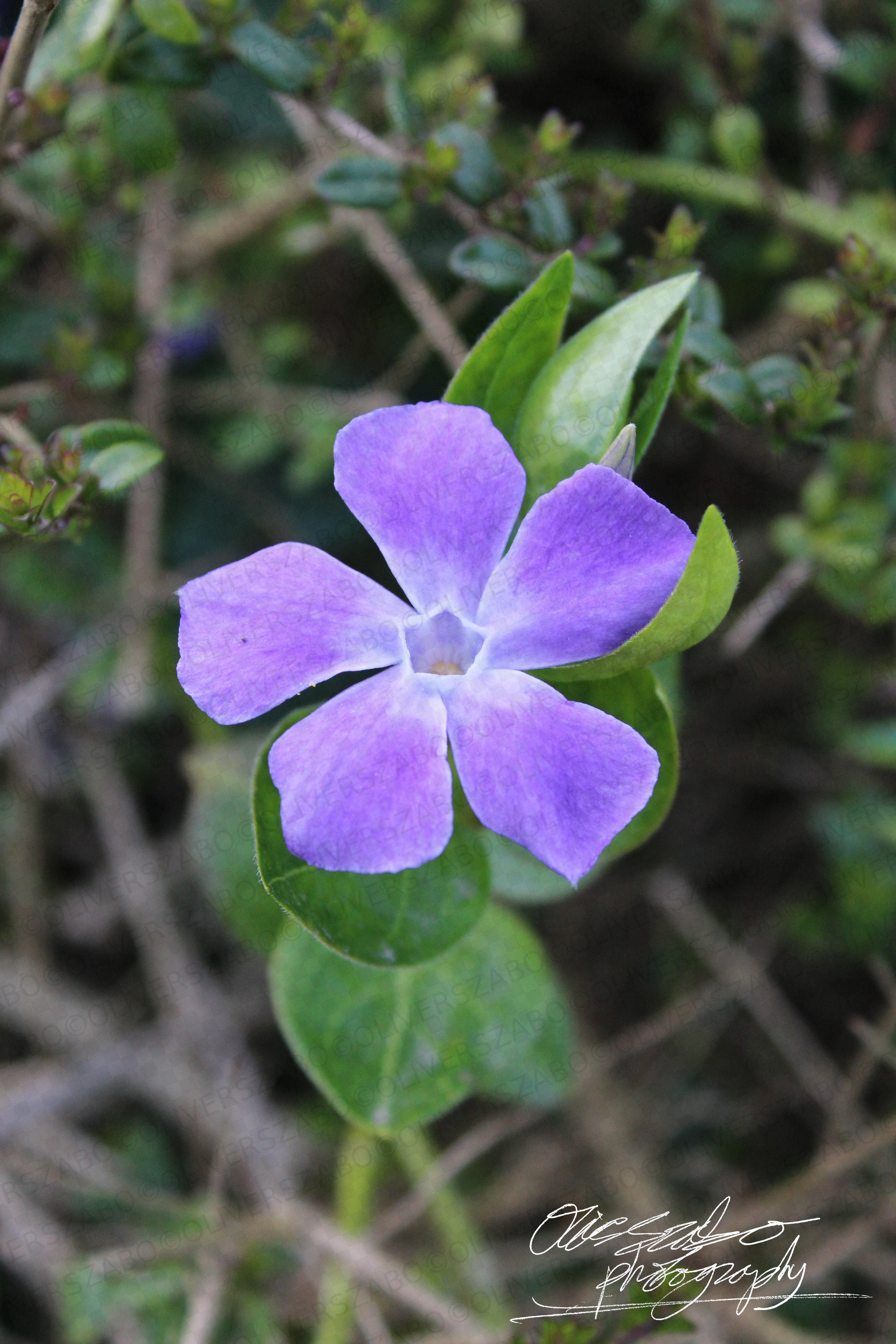Purple Flower